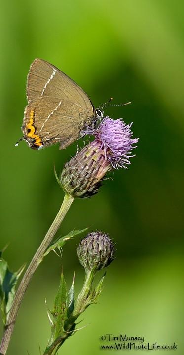 White letter hairstreak 18_07_06.jpg